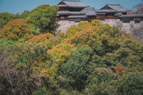 林に隠れる石垣上の日本家屋の写真
