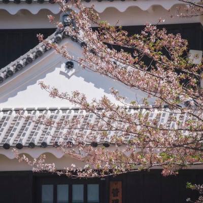 散りかけの桜と瓦屋根の写真