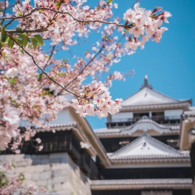 松山城前の桜の写真