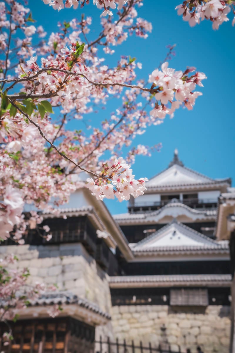 「松山城前の桜」の写真