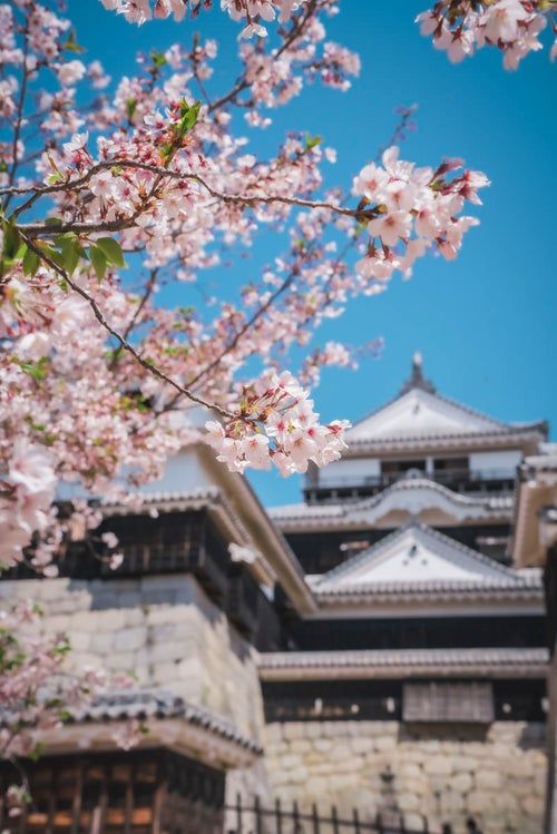 松山城前の桜の写真