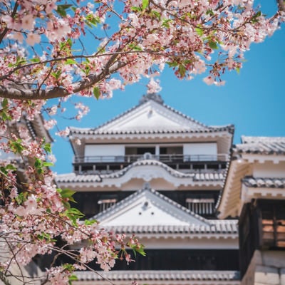 松山城と桜の写真