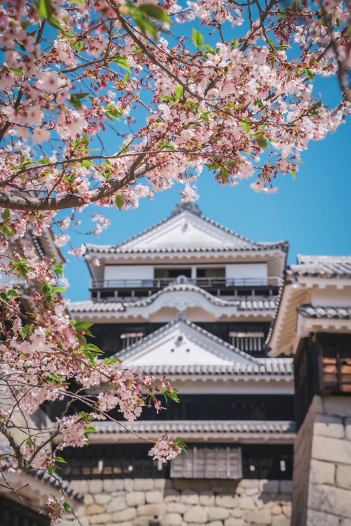 松山城と桜の写真