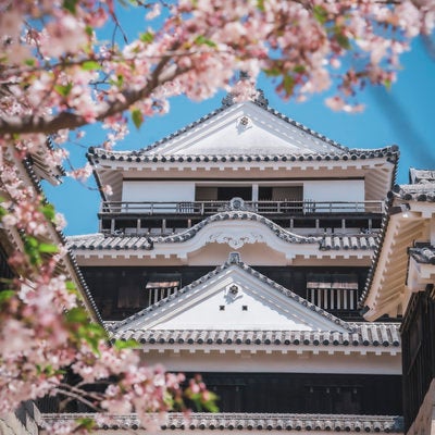 桜越しの松山城の写真