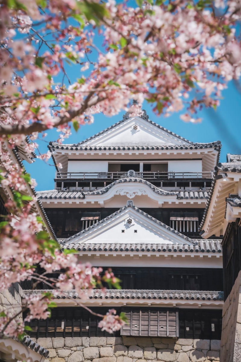 「桜越しの松山城」の写真