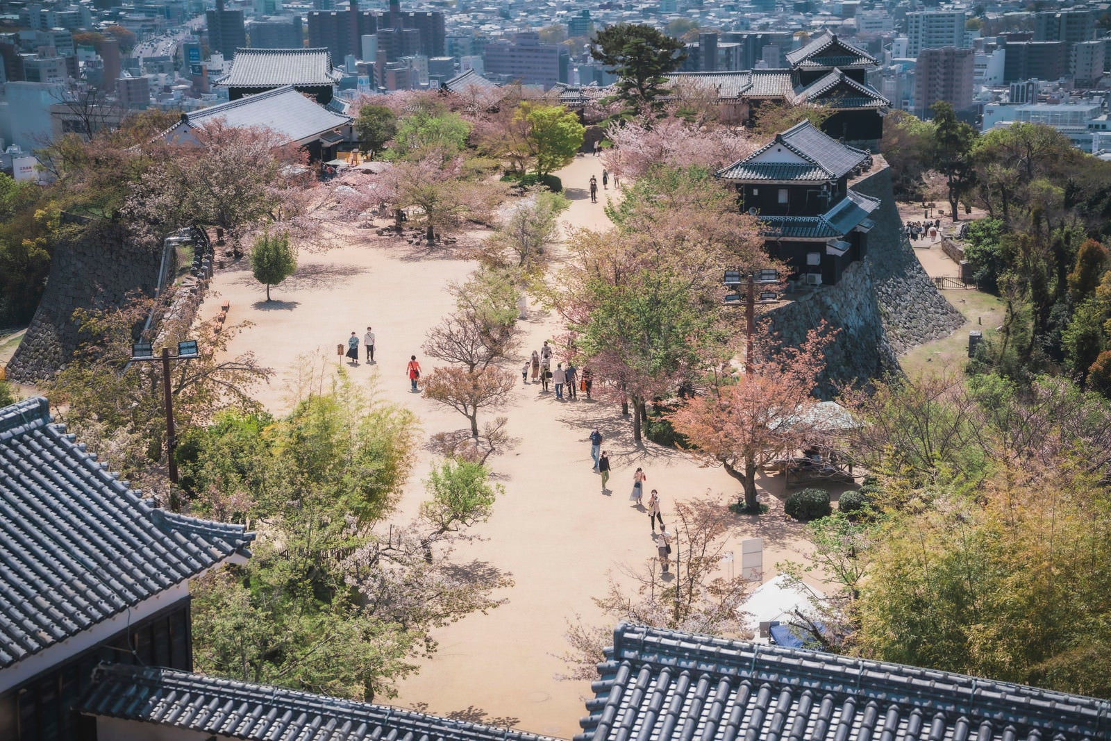 「桜の花見客賑わう広場」の写真