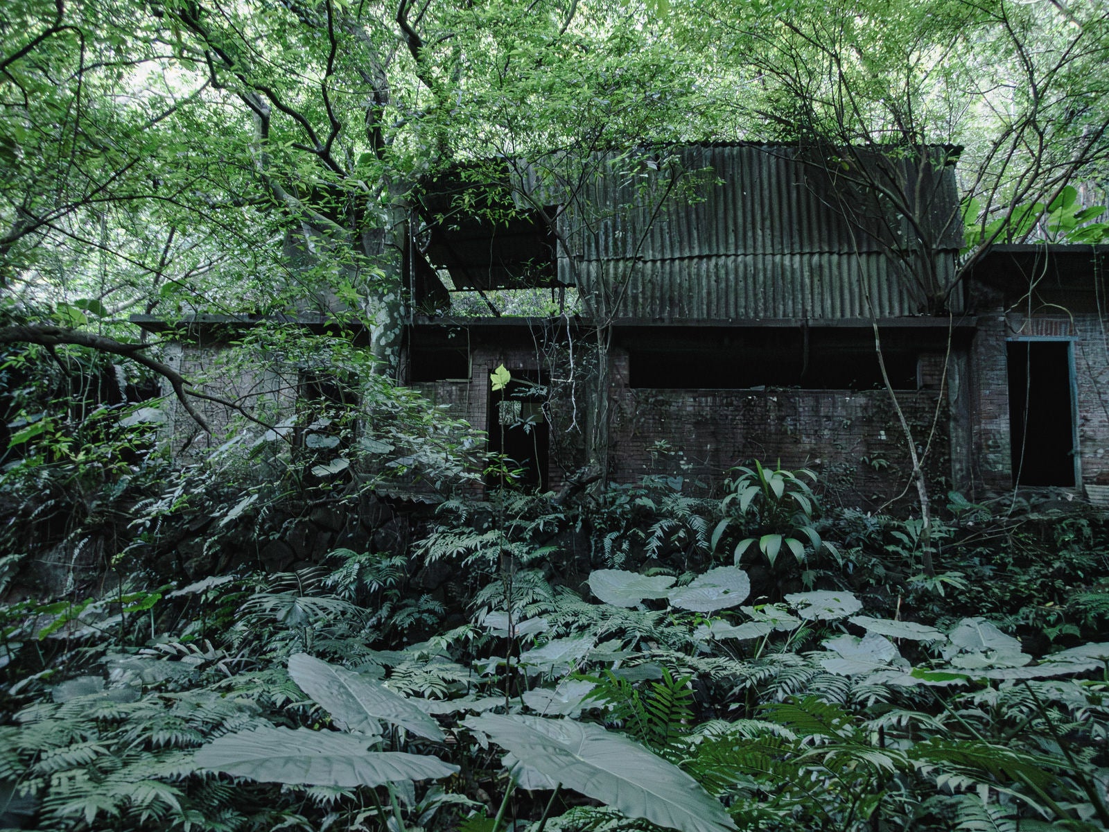 「ジャングルが覆う廃墟」の写真