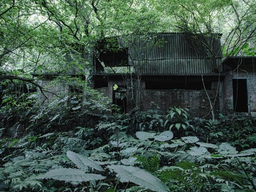 ジャングルが覆う廃墟の写真