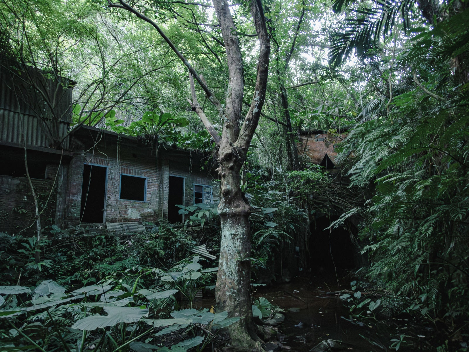 「廃屋とジャングルの共生」の写真