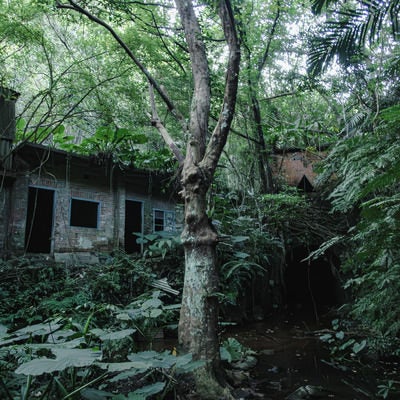 廃屋とジャングルの共生の写真