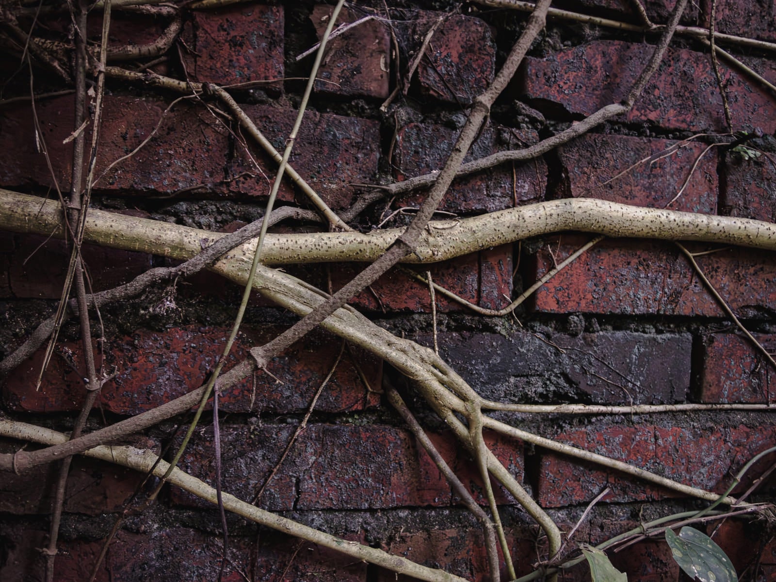 「外壁に絡みつく蔦のテクスチャー」の写真
