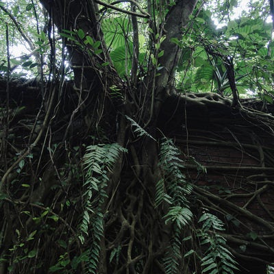 根が張り巡る密林の廃墟の写真