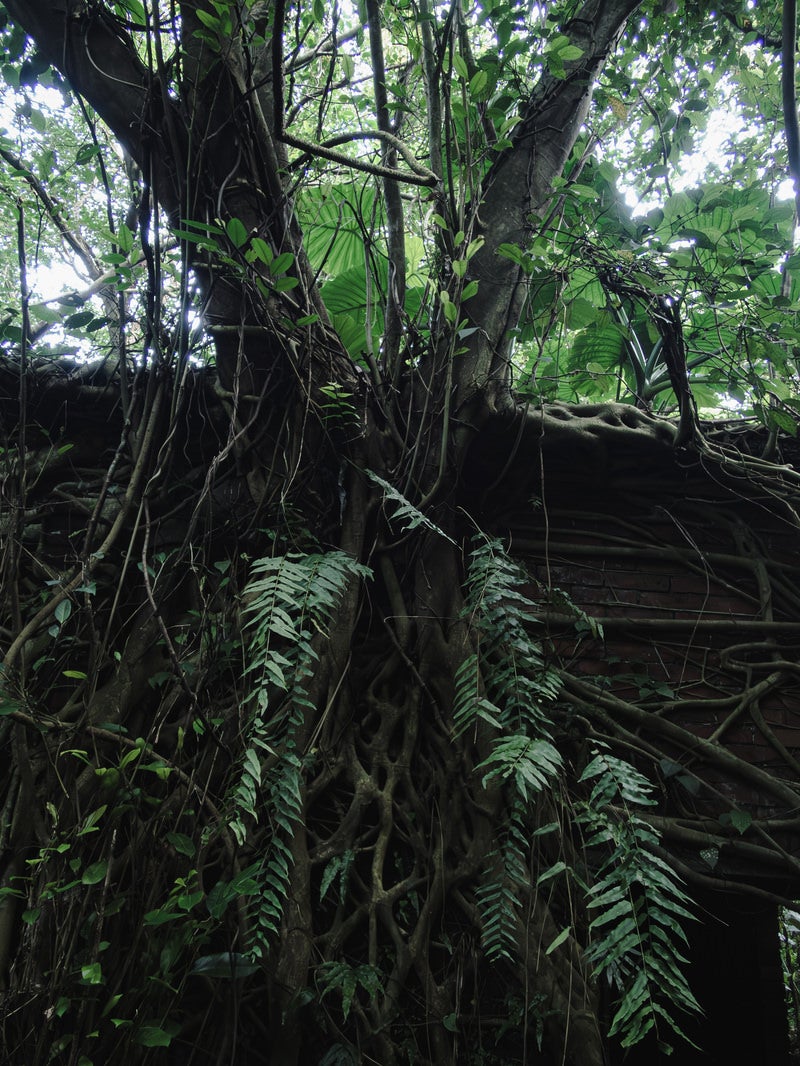 「根が張り巡る密林の廃墟」の写真