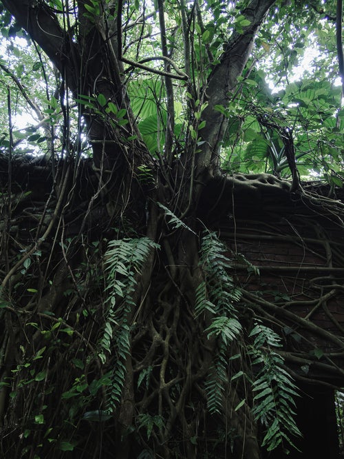 根が張り巡る密林の廃墟の写真