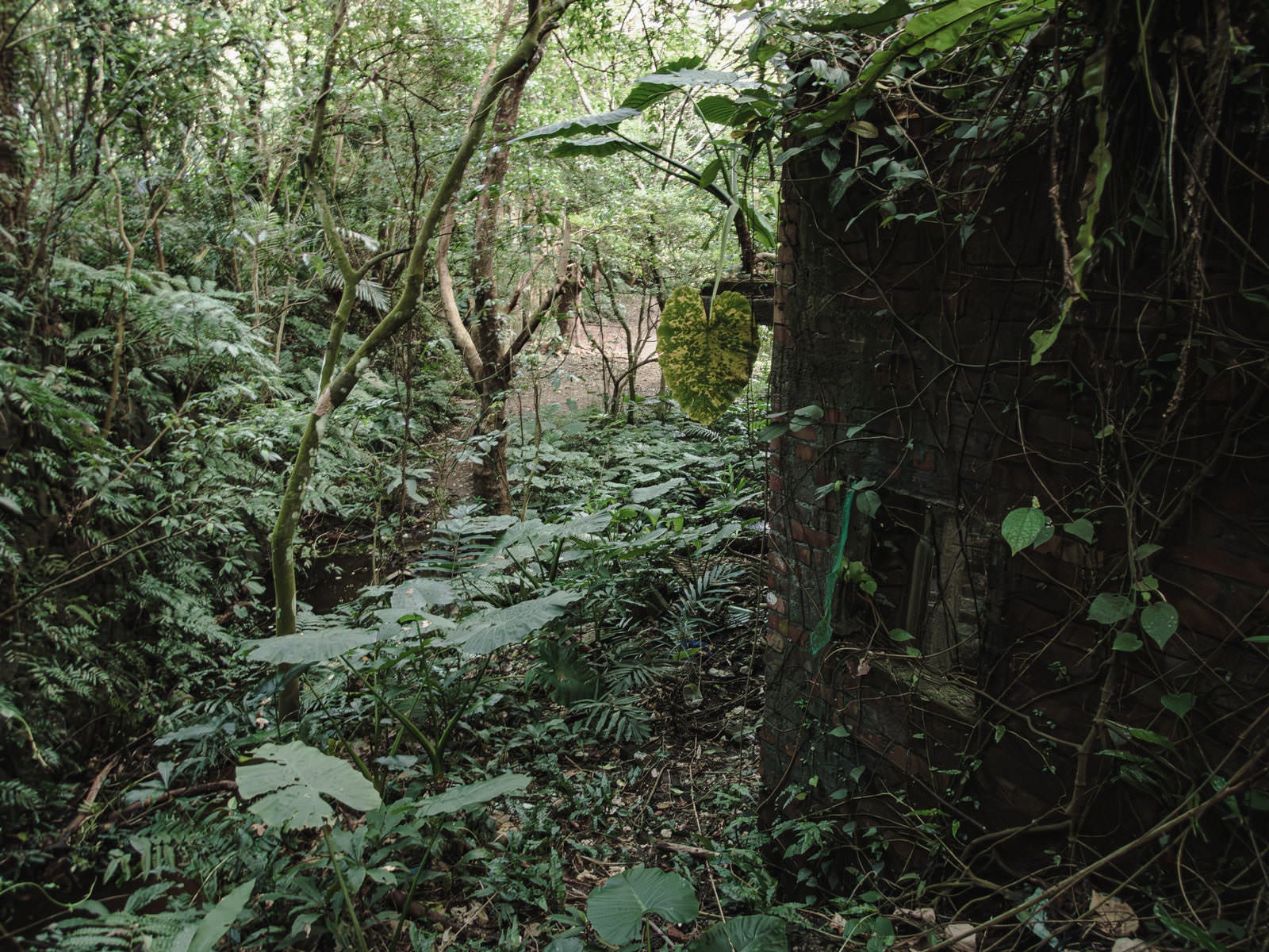 「密林に覆う廃墟」の写真