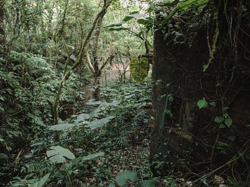 密林に覆う廃墟の写真