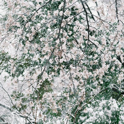 真っ白な雪が降り積もる白い桜の写真