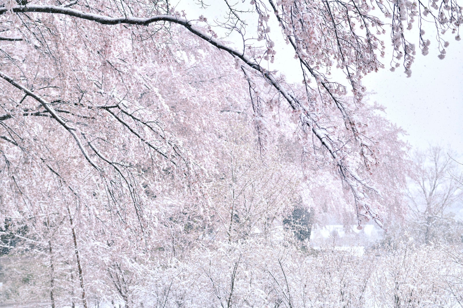 「真っ白な雪の中でも満開の桜」の写真