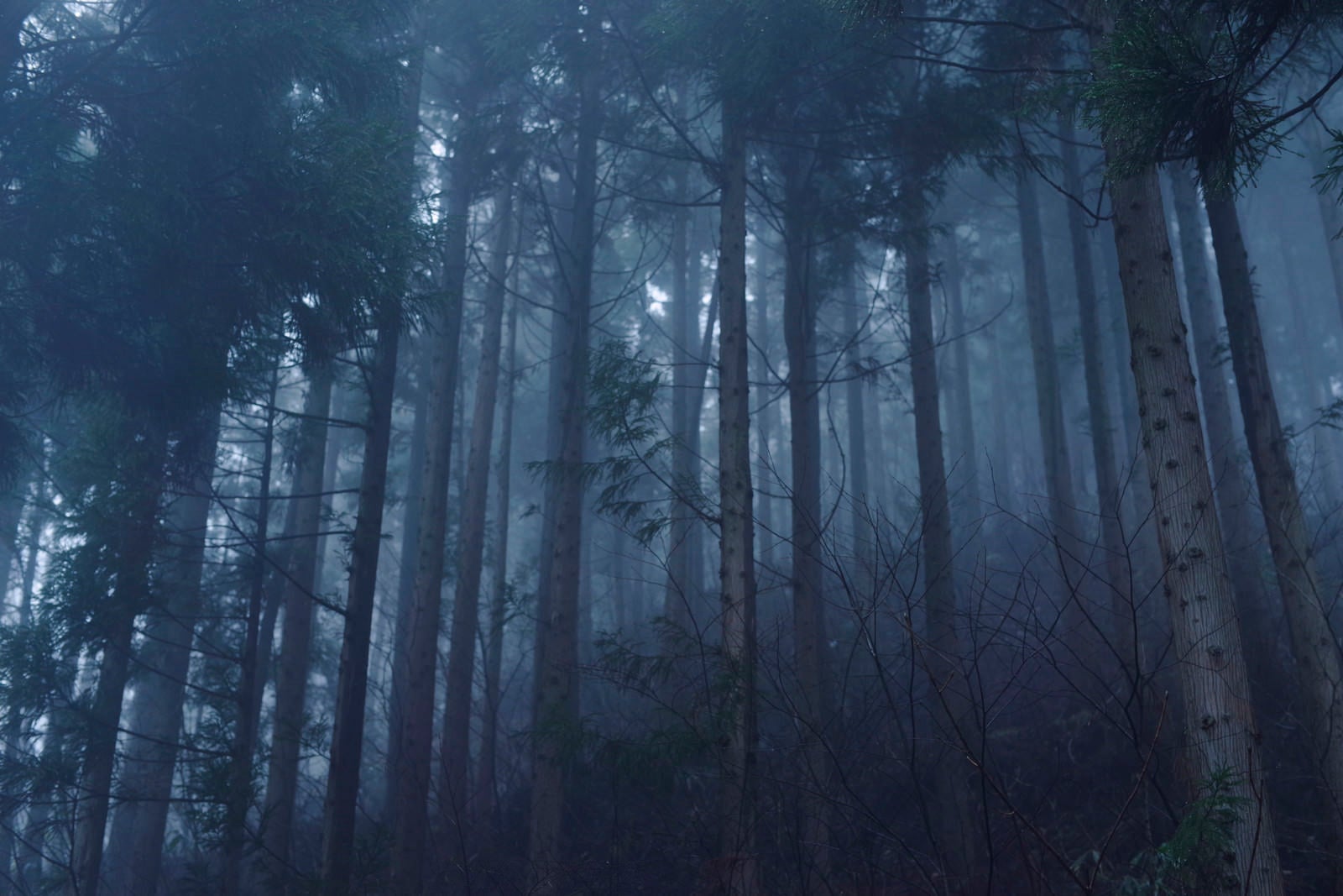 「真っ青な空気の中に浮かび上がる杉林」の写真