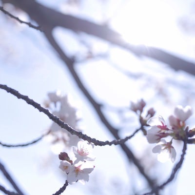 眩しい光の中で輝く一凛の桜の写真