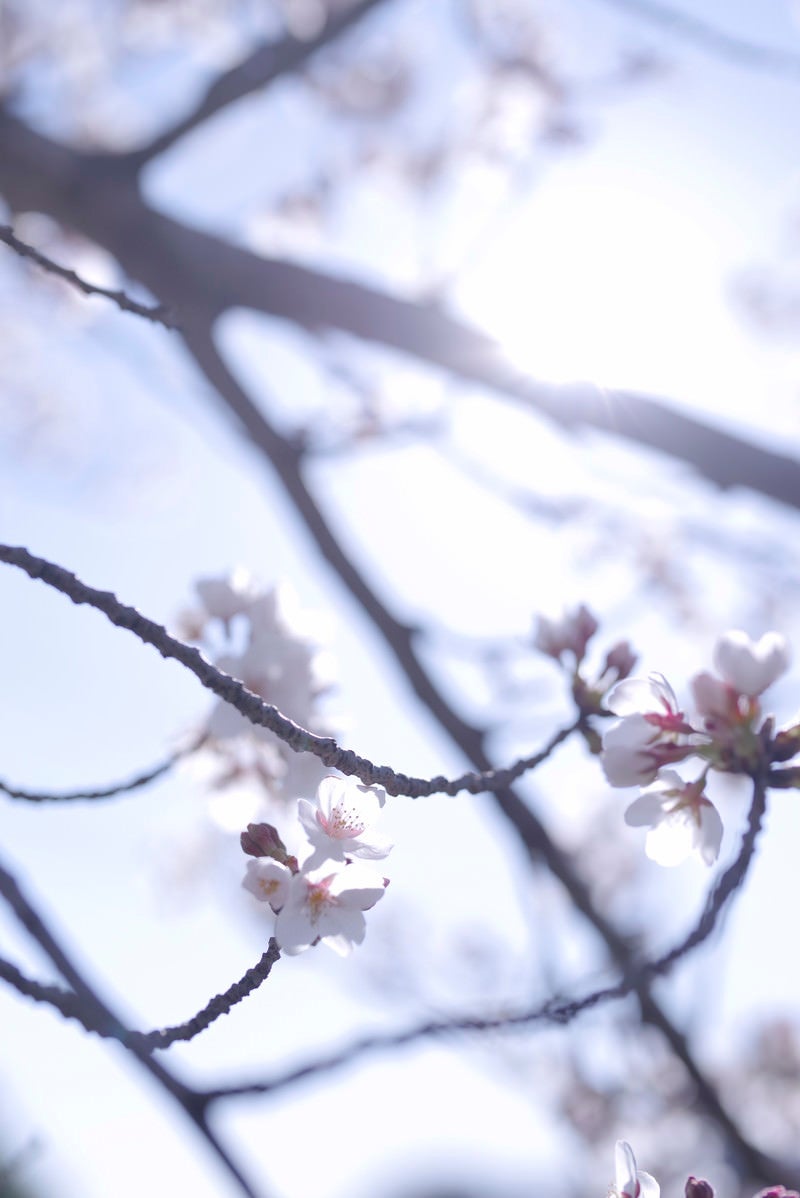「眩しい光の中で輝く一凛の桜」の写真