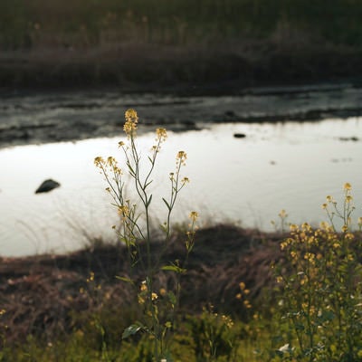 荒れ果てた川沿いに咲いた菜の花の写真