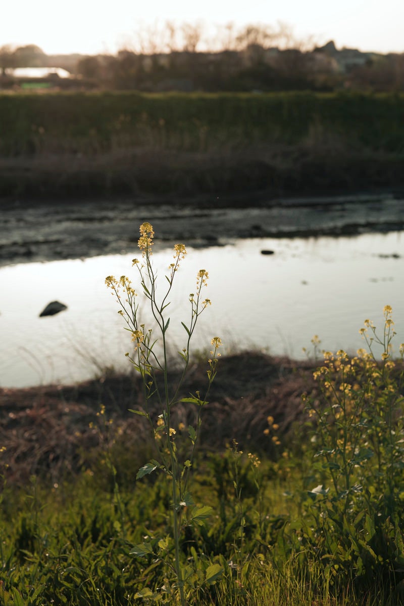 「荒れ果てた川沿いに咲いた菜の花」の写真