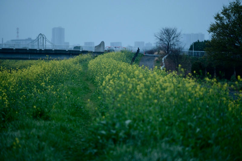 菜の花で黄色く染まった河川敷と都市風景、春の季節風景の写真