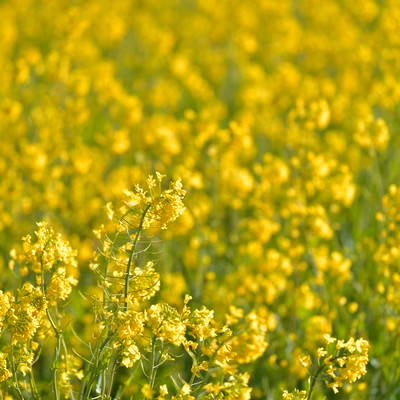 菜の花畑の写真