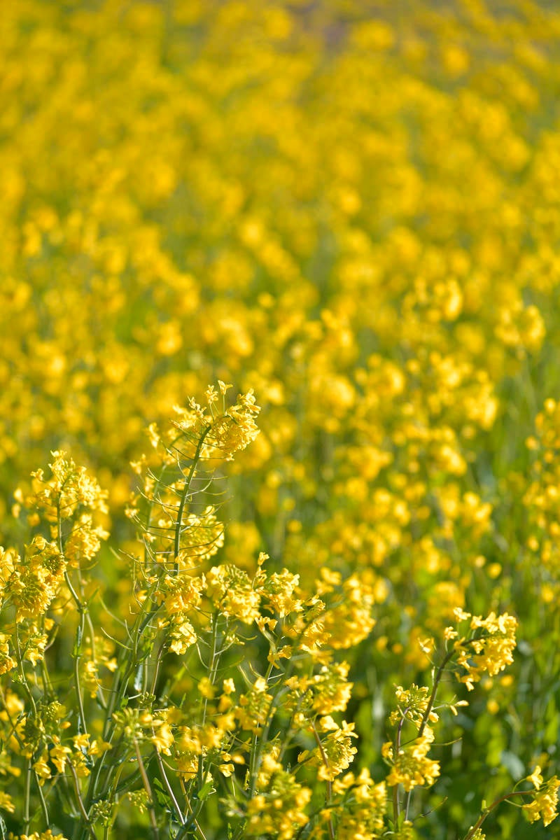 菜の花畑の写真