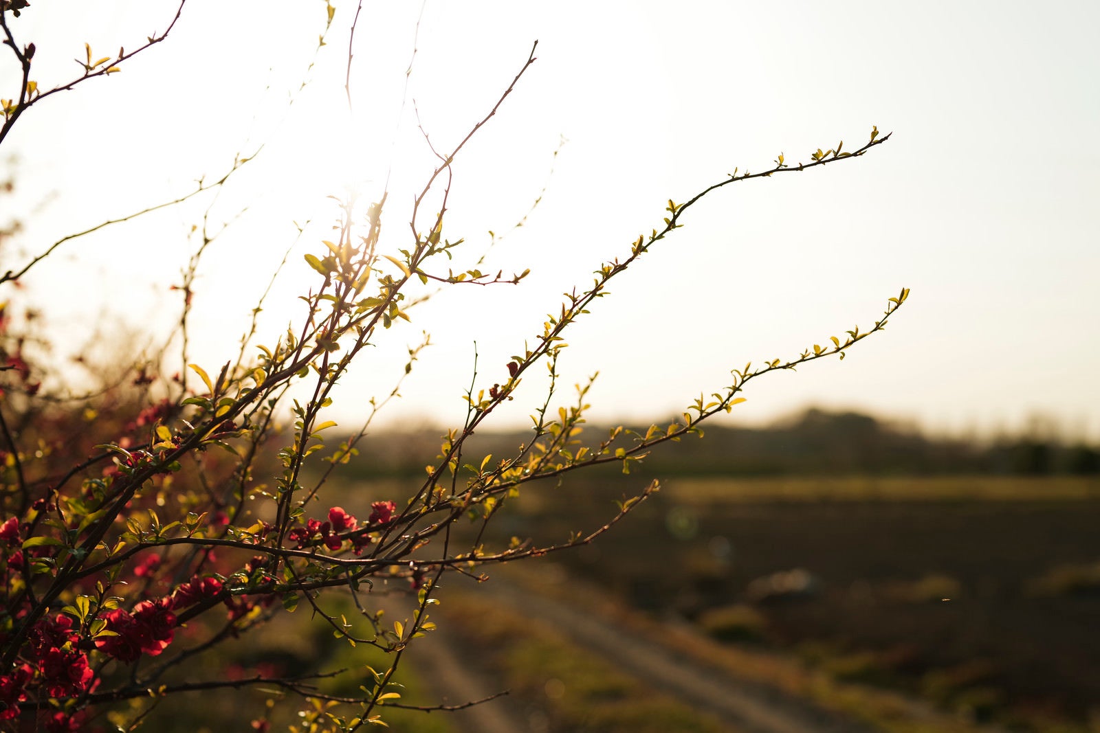 「農地に降り注ぐ夕日と若葉」の写真