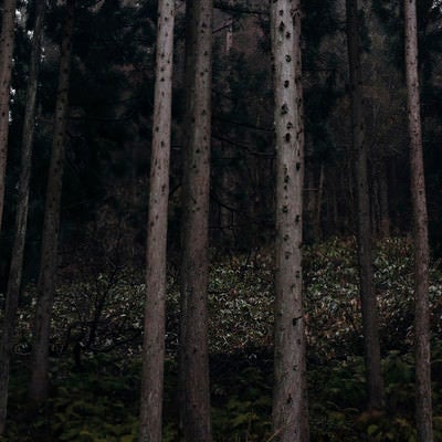 金属のような硬質な質感の杉林。細い杉の木が縦に並ぶ針葉樹林の写真