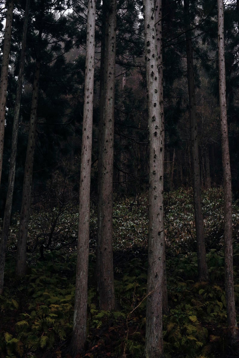 薄暗い杉林の樹林帯 - 細い杉が縦に並ぶ針葉樹林の写真