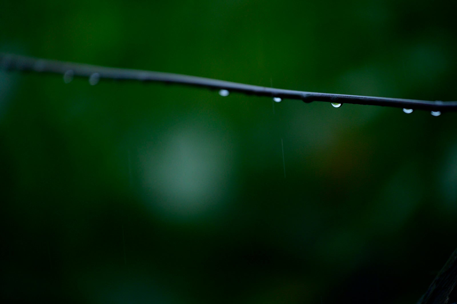 「金網から滴る水滴」の写真