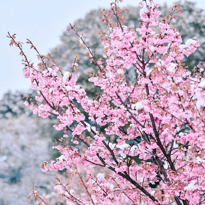 雪と小彼岸桜（コヒガンザクラ）の写真