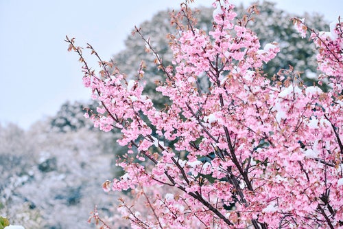 雪と小彼岸桜（コヒガンザクラ）の写真