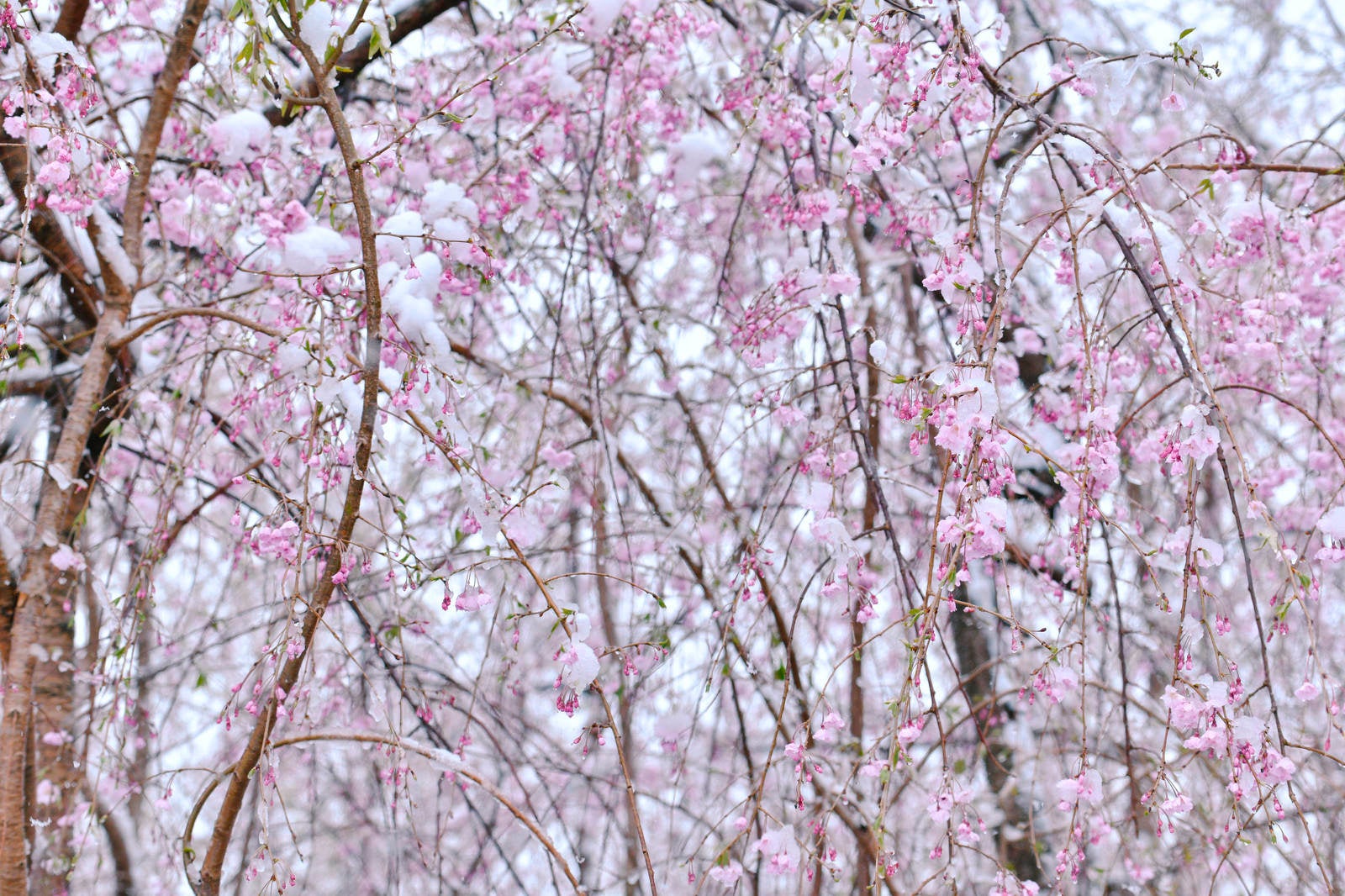 「降りしきる雪に凍えるしだれ桜」の写真