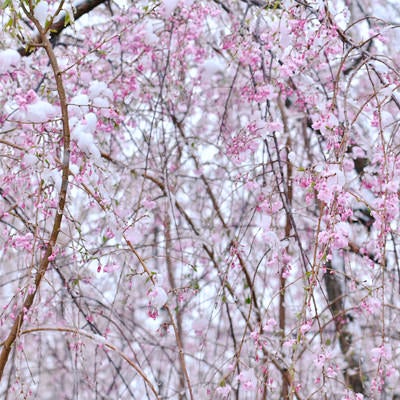 降りしきる雪に凍えるしだれ桜の写真