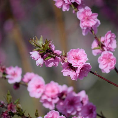 陽光を浴びる早咲きの桃の花の写真