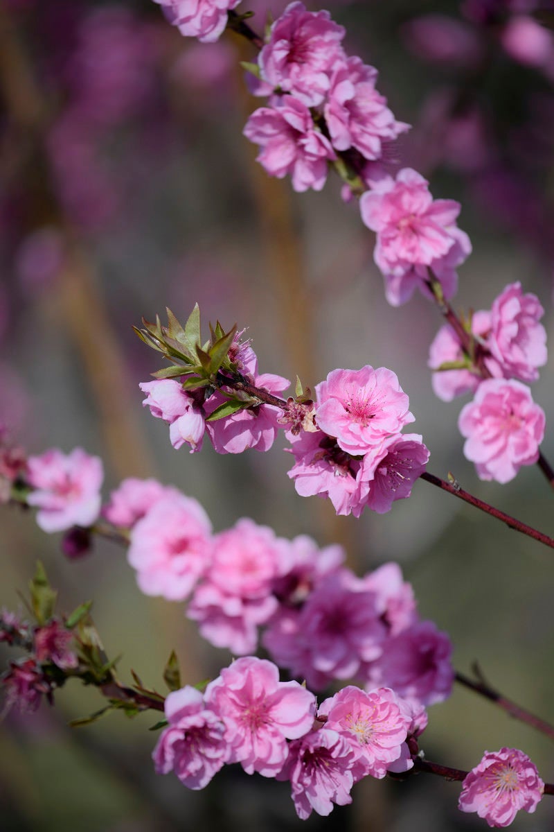 「陽光を浴びる早咲きの桃の花」の写真