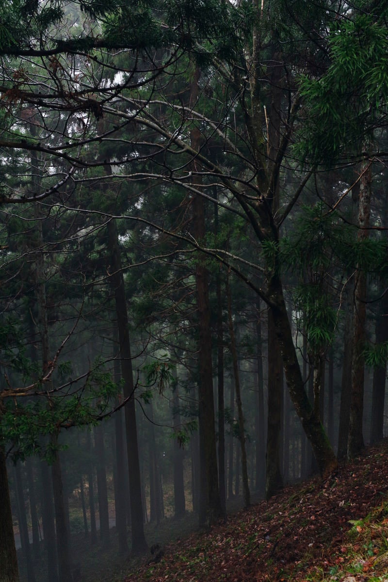 「雨に濡れた杉と春を待つ冬枯れの木」の写真