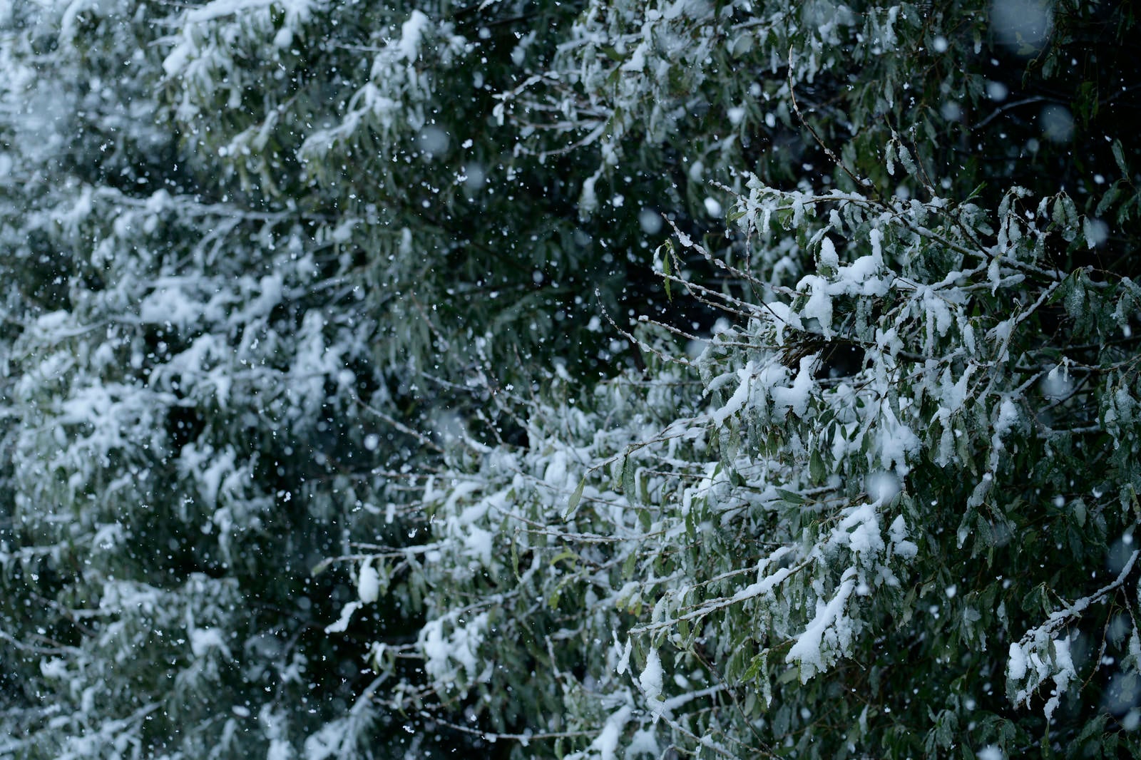 「雨雪に覆われた街路樹の葉」の写真