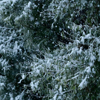 雨雪に覆われた街路樹の葉の写真