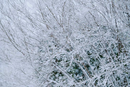雨雪を纏った木々の枝の写真