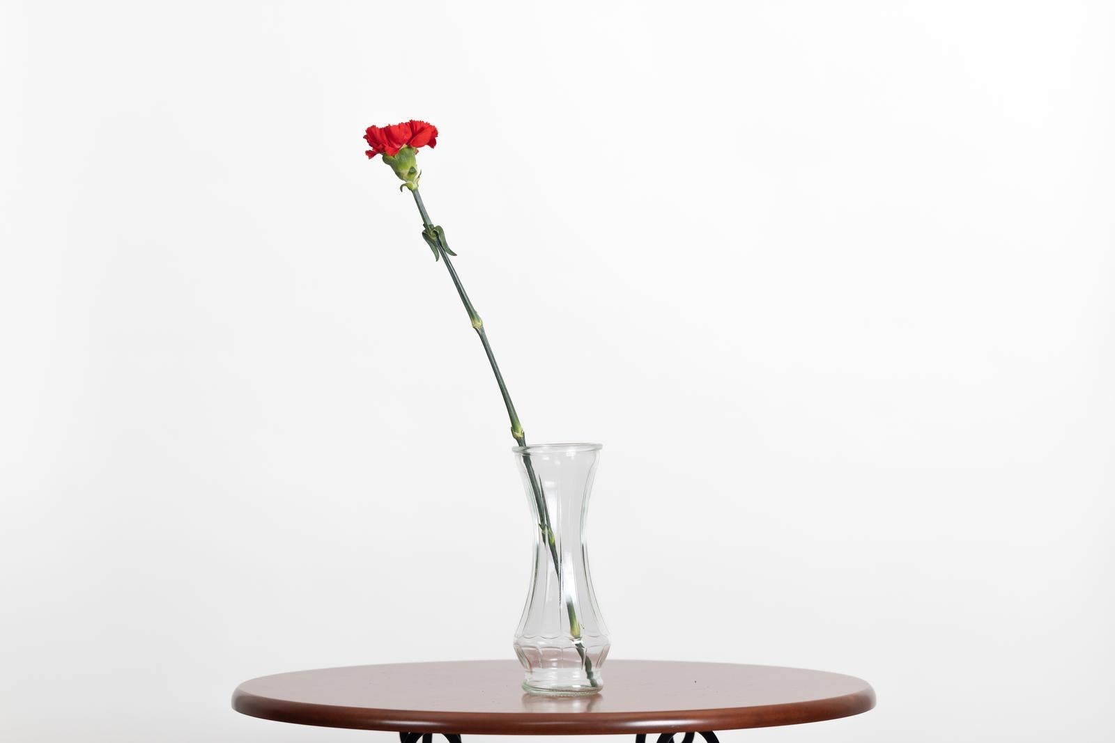「花瓶に映えるカーネーション一輪」の写真