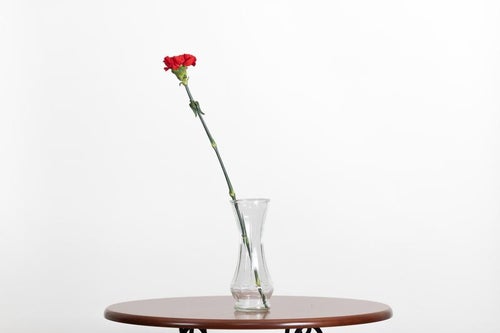 花瓶に映えるカーネーション一輪の写真