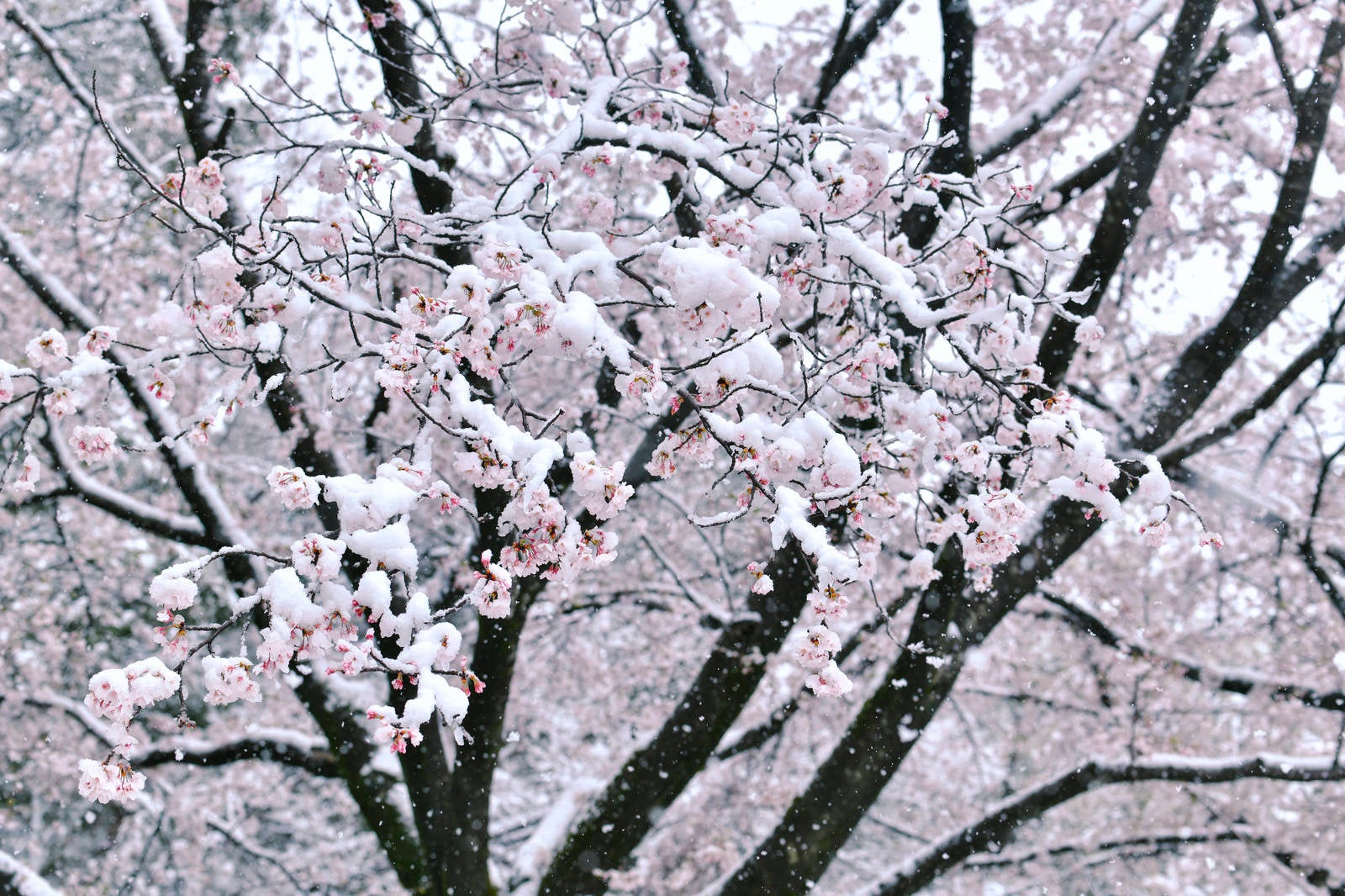 「雪が積もったソメイヨシノ」の写真