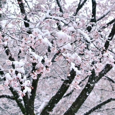 雪が積もったソメイヨシノの写真