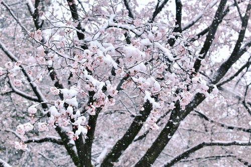 雪が積もったソメイヨシノの写真