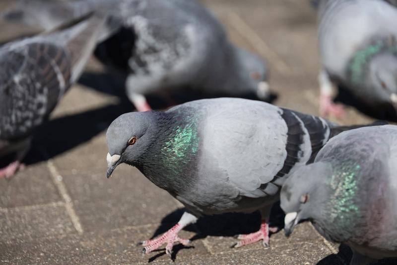 餌を求めて近寄ってくる鳩の群れの無料の写真素材 - ID.86552｜フリー